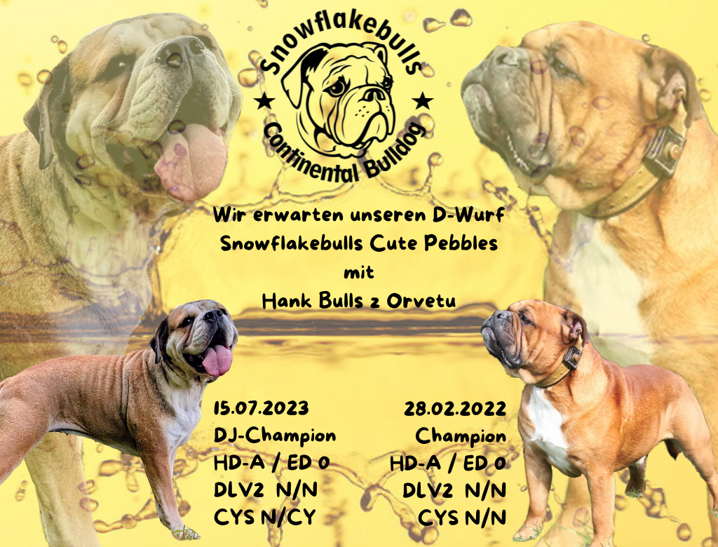 Snowflakebulls Cute Pebbles - Hank Bulls z Orvetu-